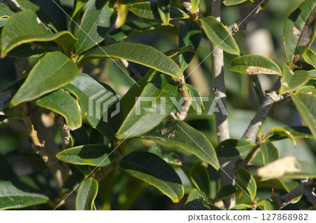 初冬的桂花葉 初冬的桂花葉 127868982