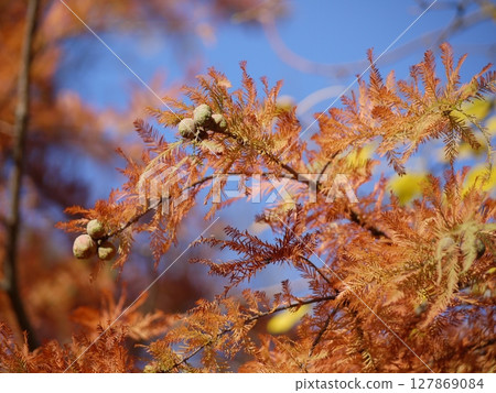 Taxodium distichum in autumn. Yellow and orange leaves at the sky background 127869084