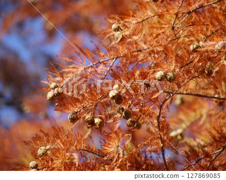 Taxodium distichum in autumn. Yellow and orange leaves at the sky background 127869085