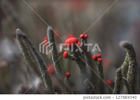 Beautiful red cap lichen - Cladonia cristatella, commonly known as the British soldiers lichen in pine forest. Macro photography Beautiful red cap lichen - Cladonia cristatella, commonly known as the British soldiers lichen in pine forest. Macro photography 127869340