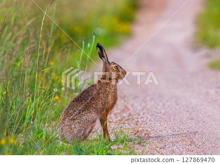 European brown hare, lepus europaeus, Hare sitting on a path 127869470