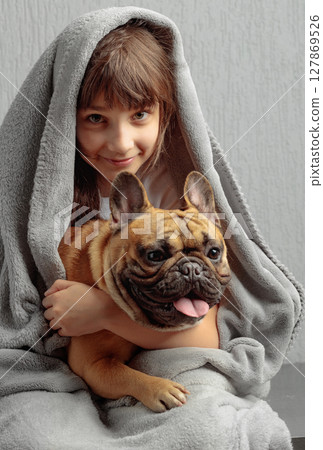 Girl and a French bulldog wrapped in a gray blanket. Girl and a French bulldog wrapped in a gray blanket. 127869526