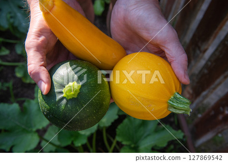 one yellow round, one yellow long and one green round zucchini in hands. 127869542