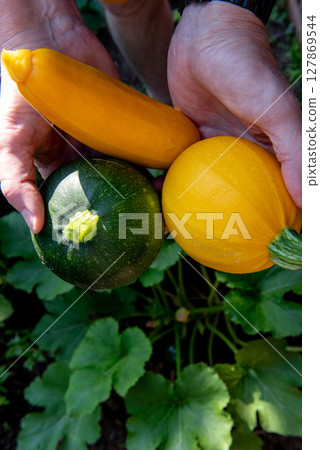 one yellow round, one yellow long and one green round zucchini in hands. 127869544