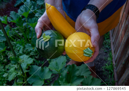 one yellow round, one yellow long and one green round zucchini in hands. 127869545