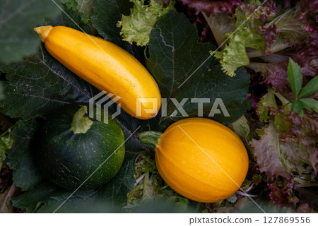 fresh vegetables. one yellow round, one yellow long and one green round zucchini. 127869556