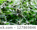 Vibrant cannabis buds flourish on a large plantation, highlighting agricultural beauty. 127869846