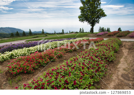 Flower fields with colorful flowers blooming - Hana Zashiki, Awaji Island 127869853