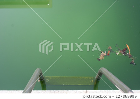 Swimming pool with dirty green water close-up. Swimming pool with dirty green water close-up. 127869999