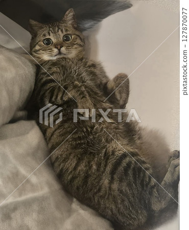 一隻貓抬頭 一隻貓抬頭 127870077