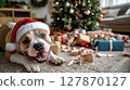 Christmas troublemaker. Bully dog and a ruined gift box 127870127