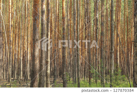 Pine trunks Pine trunks 127870384