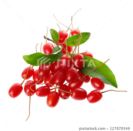 Elaeagnus multiflora isolated on white background. Cherry elaeagnus or cherry silverberry with green leaves. Goumi or gumi berry. Elaeagnus multiflora isolated on white background. Cherry elaeagnus or cherry silverberry with green leaves. Goumi or gumi berry. 127870549
