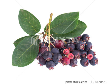 Serviceberry with green leaves isolated on white background. Saskatoon, amelanchier, shadbush, juneberry, irga or sugarplum ripe berries. 127870550