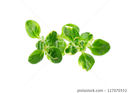 Fresh thyme sprig isolated on white background. Lemon thyme or Thymus citriodorus. Medicinal and culinary herb. Clipping path. 127870552