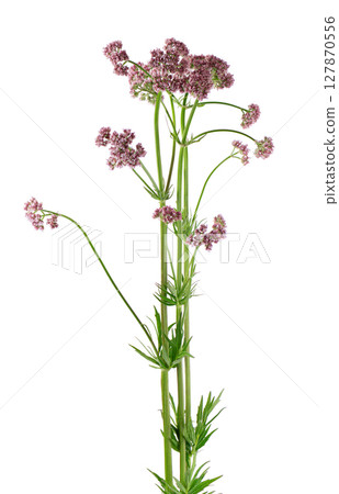Valerian flowers isolated on white background. Valeriana officinalis. Medicinal herbs. 127870556