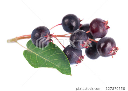 Serviceberry with green leaves isolated on white background. Saskatoon, amelanchier, shadbush, juneberry, irga or sugarplum ripe berries. Serviceberry with green leaves isolated on white background. Saskatoon, amelanchier, shadbush, juneberry, irga or sugarplum ripe berries. 127870558