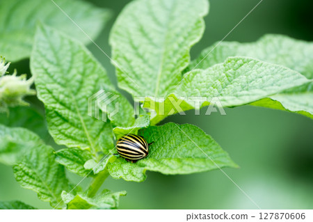 Colorado potato beetle on a green potato leaf with a large leaf 127870606