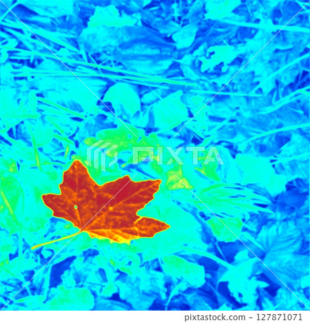 Maple leaf on the grass. Thermal photography Maple leaf on the grass. Thermal photography 127871071