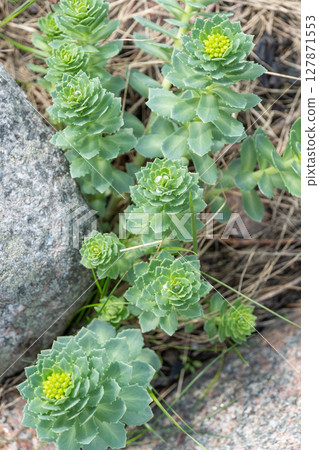 Close-up of Rhodiola rosea, also known as golden root or Arctic root, growing among rocks and dry grass Close-up of Rhodiola rosea, also known as golden root or Arctic root, growing among rocks and dry grass 127871553