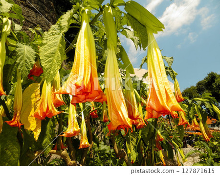Beautiful Brugmansia Blooms in Montenegros Boka Kotorska Region Under Sunny Skies Beautiful Brugmansia Blooms in Montenegros Boka Kotorska Region Under Sunny Skies 127871615