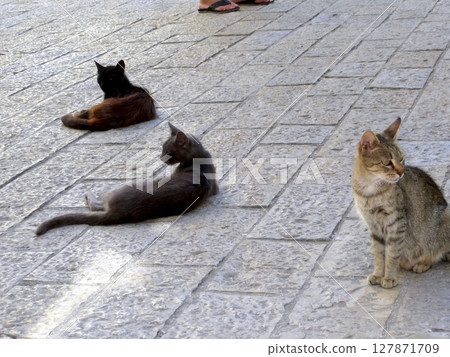 Cats Lounging in the Charming Streets of Kotor, Montenegro During a Sunny Afternoon Cats Lounging in the Charming Streets of Kotor, Montenegro During a Sunny Afternoon 127871709