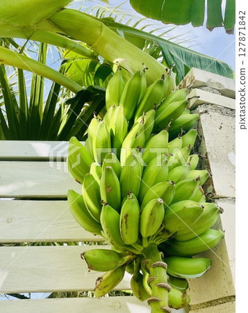 Organic bio bananas, very tasty and natural, hanging on a tree in Crete 127871842