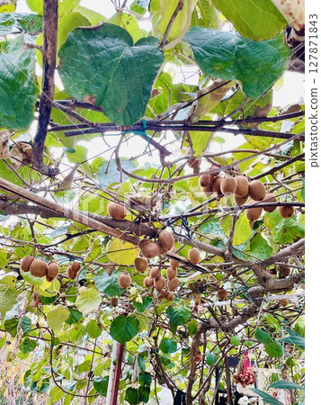 This photo shows how kiwis grow and hang down like grape clusters This photo shows how kiwis grow and hang down like grape clusters 127871843