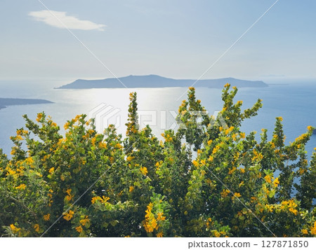 Charming yellow flowers of Brya ebenus on Santorini Charming yellow flowers of Brya ebenus on Santorini 127871850