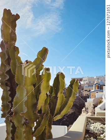 A tall cactus on a Santorini balcony with a view of whitewashed Cycladic houses A tall cactus on a Santorini balcony with a view of whitewashed Cycladic houses 127871851