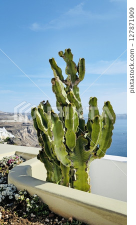 A huge cactus on the balcony in the capital of Santorini with a stunning view of the sea A huge cactus on the balcony in the capital of Santorini with a stunning view of the sea 127871909