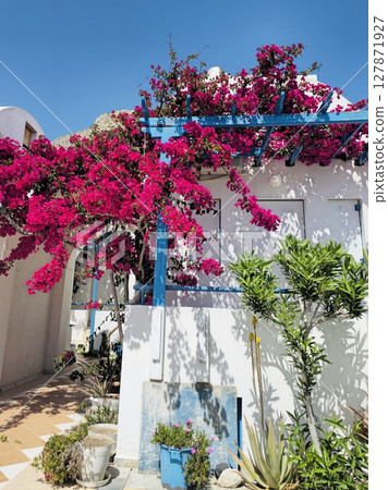Bright pink bougainvillea, incredibly beautiful flower on the Santorini, courtyard in Cycladic style Bright pink bougainvillea, incredibly beautiful flower on the Santorini, courtyard in Cycladic style 127871927