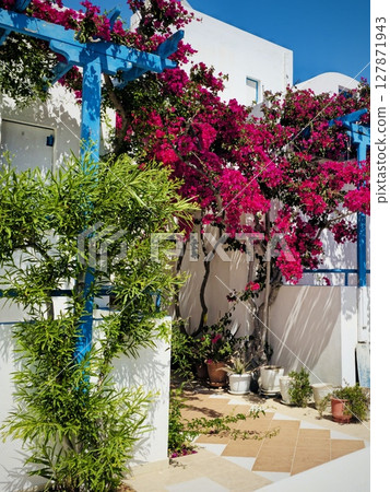 Bright pink bougainvillea, incredibly beautiful flowers on the Greek island of Santorini, cozy courtyard in Cycladic style Bright pink bougainvillea, incredibly beautiful flowers on the Greek island of Santorini, cozy courtyard in Cycladic style 127871943