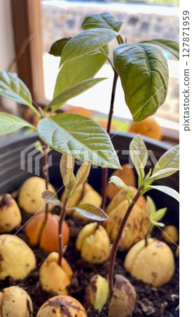 Growing Avocado from a Pit Growing Avocado from a Pit 127871959
