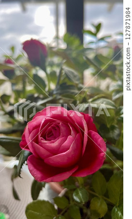 A small raspberry colored rose in a pot on the kitchen table 127871984