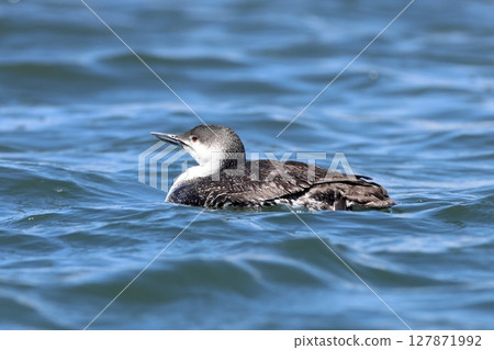 A loon floating on the water A loon floating on the water 127871992