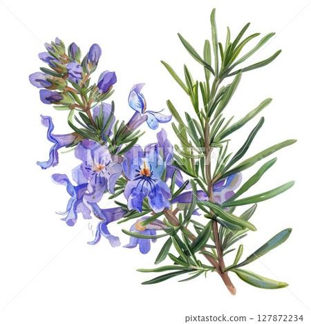 blooming rosemary branch with purple flowers isolated on white background blooming rosemary branch with purple flowers isolated on white background 127872234