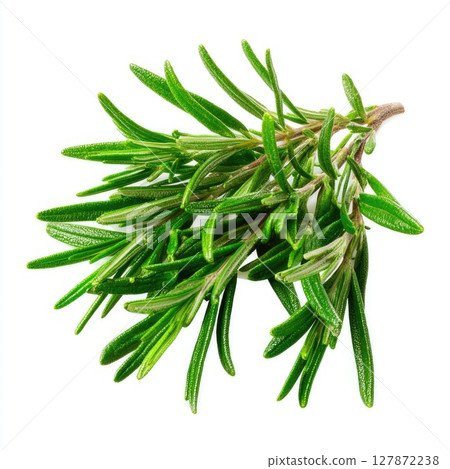 Isolated rosemary officinalis sprig showcasing vibrant green leaves on a white background for culinary and medicinal uses 127872238