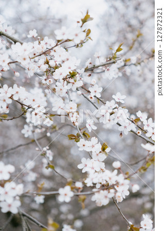 tree with white cherry or cherry blossoms. flowers are in full bloom. tree with white cherry or cherry blossoms. flowers are in full bloom. 127872321