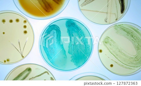 Diverse colonies of microorganisms in Petri dishes 127872363
