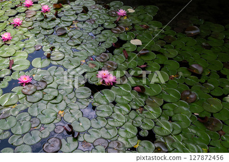 Water lilies blooming on the lake surface, Lake Kizaki, Omachi, Nagano Prefecture 127872456
