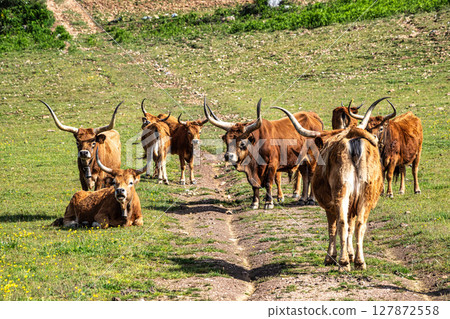 The Cachena cow in Portalegre, Portugal. It is a traditional Portuguese mountain cattle The Cachena cow in Portalegre, Portugal. It is a traditional Portuguese mountain cattle 127872558