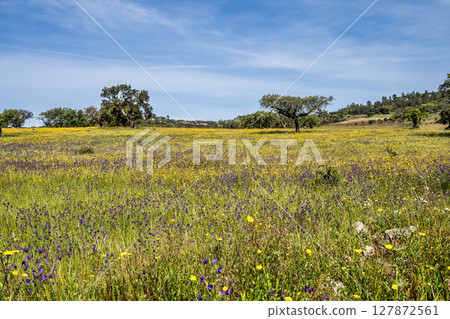 Cork Oak forest at Hortas de Baixo near Arronches, Alentejo, Portugal. Cork Oak forest at Hortas de Baixo near Arronches, Alentejo, Portugal. 127872561