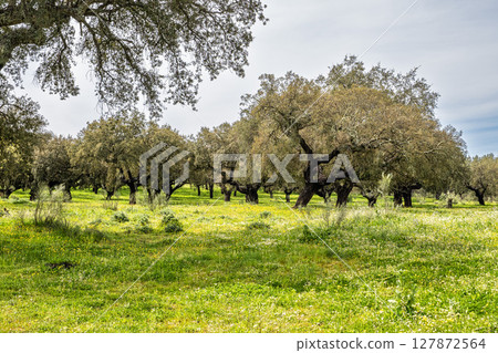 Cork Oak forest at Hortas de Baixo near Arronches, Alentejo, Portugal. 127872564