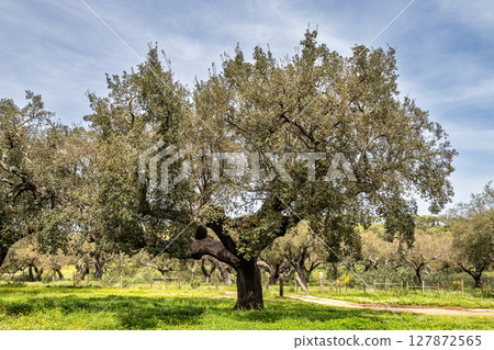Cork Oak forest at Hortas de Baixo near Arronches, Alentejo, Portugal. 127872565