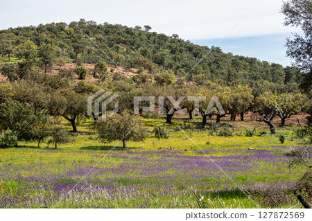 Cork Oak forest at Hortas de Baixo near Arronches, Alentejo, Portugal. 127872569
