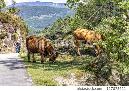 The Cachena cow in Nationalpark Peneda-Geres in North Portugal, a traditional Portuguese mountain cattle 127872611
