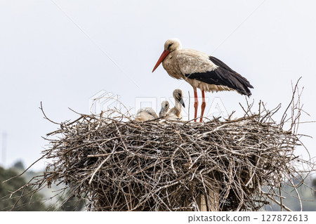White Storks, Ciconia ciconia at Odiaxere in the Algarve region, District Faro, Portugal. White Storks, Ciconia ciconia at Odiaxere in the Algarve region, District Faro, Portugal. 127872613
