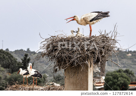White Storks, Ciconia ciconia at Odiaxere in the Algarve region, District Faro, Portugal. White Storks, Ciconia ciconia at Odiaxere in the Algarve region, District Faro, Portugal. 127872614
