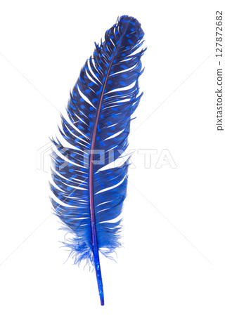 goose feather on a white isolated background 127872682